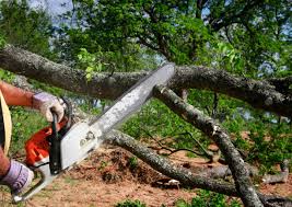 Professional  Tree Services in Round Rock, TX